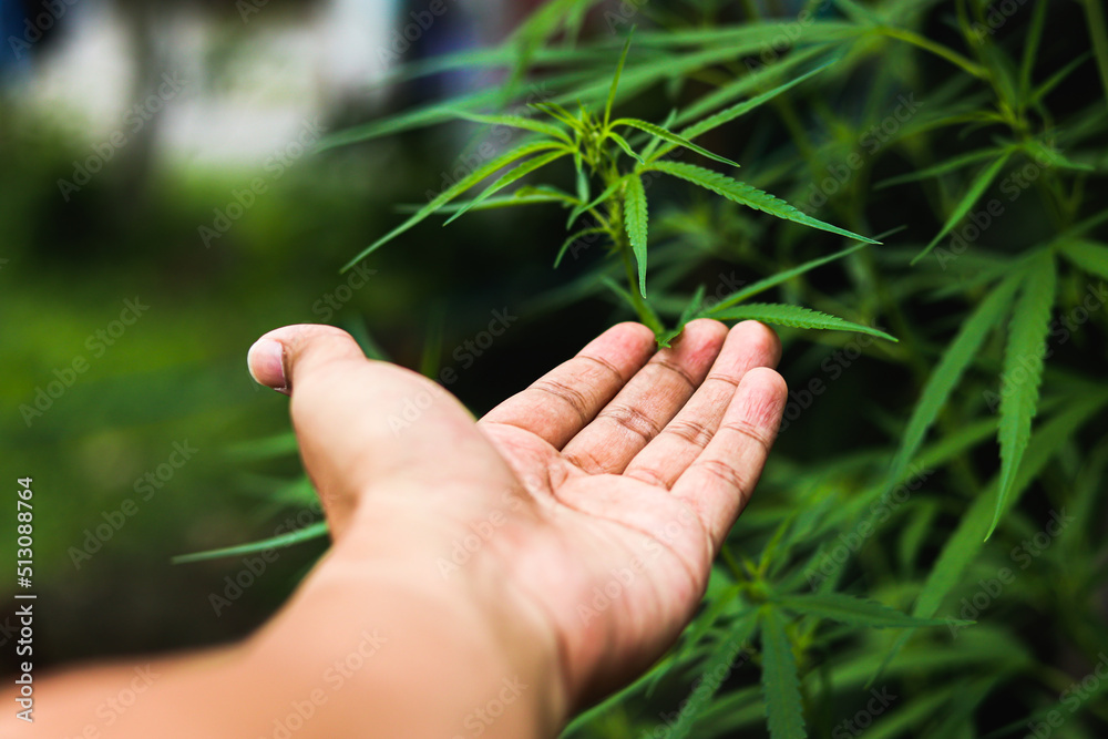 scientist checking organic hemp wild plants in a cannabis weed commercial greenhouse. Concept of herbal alternative medicine, cbd oil, pharmaceptical industry scientist checking organic hemp wild plants in a cannabis weed commercial greenhouse. Concept of herbal alternative medicine, cbd oil, pharmaceptical industry