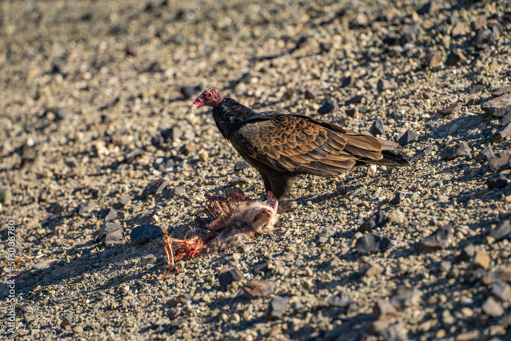 Turkey vulture (Cathartes aura) stands next to a dead animal. Turkey vulture (Cathartes aura) stands next to a dead animal.