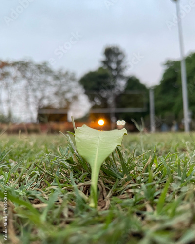 A sodium lamp through a leaf at a volleyball court  photo