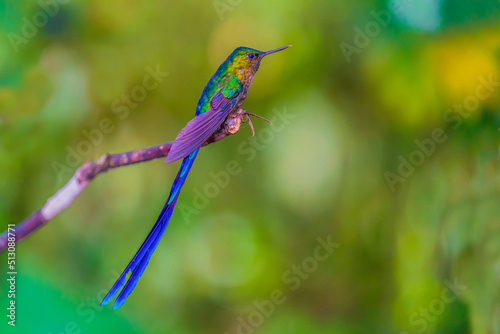Tableau sur toile Violet-tailed sylph Hummingbird Long-tailed