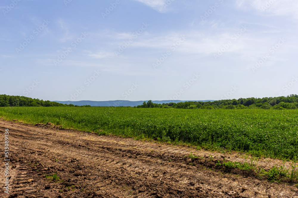 Obraz premium a dirt road located between a forest and a field on a sunny summer day.