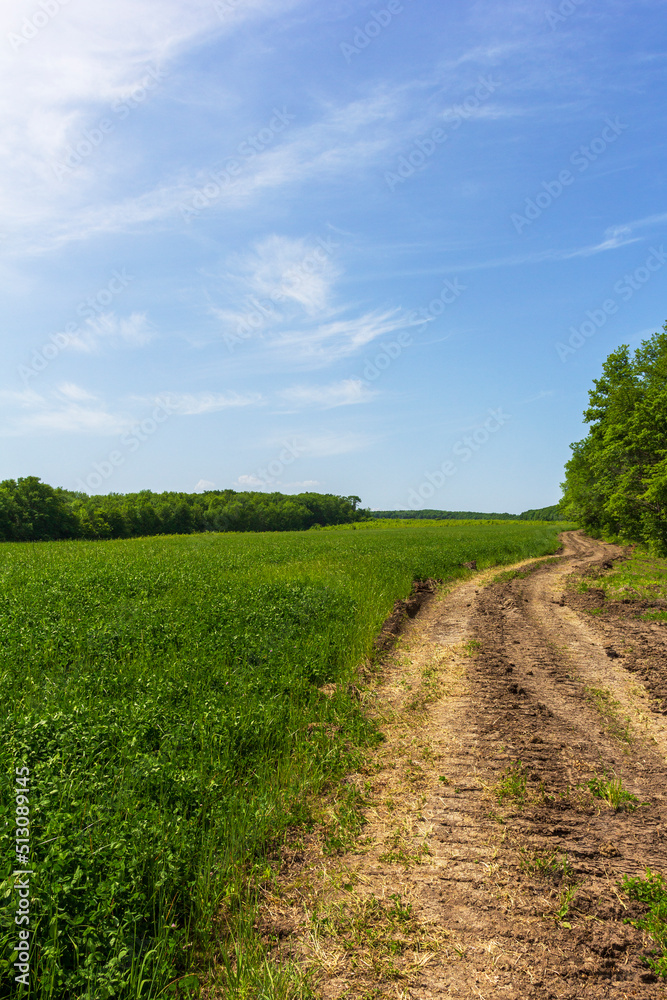 a dirt road located between a forest and a field on a sunny summer day.