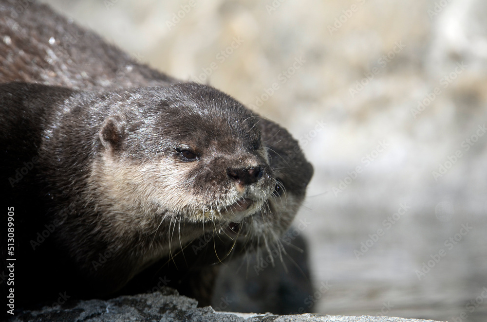 カワウソ カワウソ