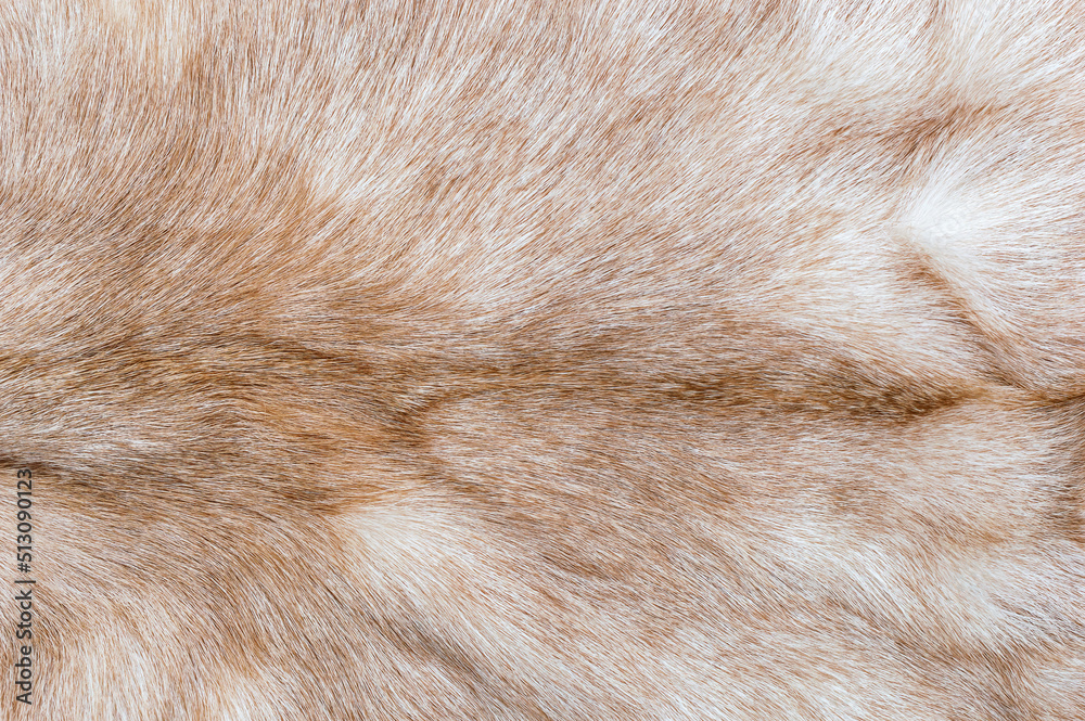 Fototapeta premium Texture of goat fur. Close up. Top view.