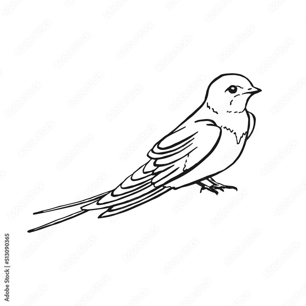 Swallow. Hand drawn illustration converted to vector. Swallow. Hand drawn illustration converted to vector.