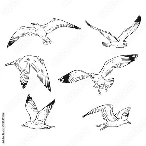 Set of hand drawn seagulls outline. Line art style isolated on white background.