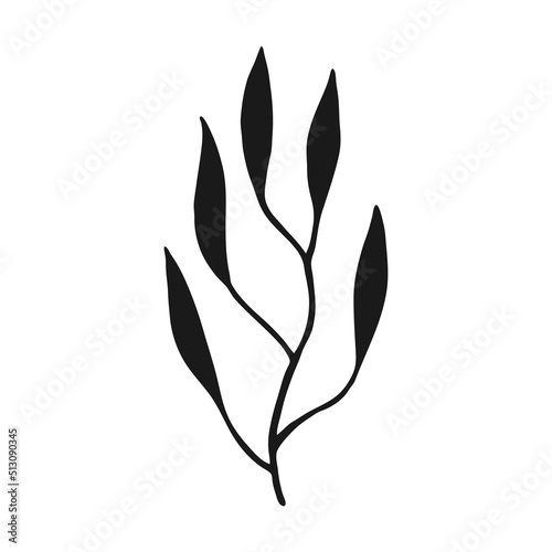 Seaweed. Marine plants are isolated. Hand drawn illustration converted to vector.