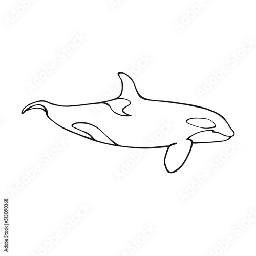 Killer whale. Hand drawn illustration converted to vector.