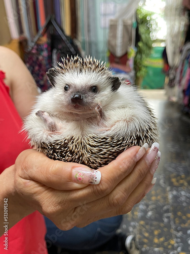 Fototapet Adorable hedgehog