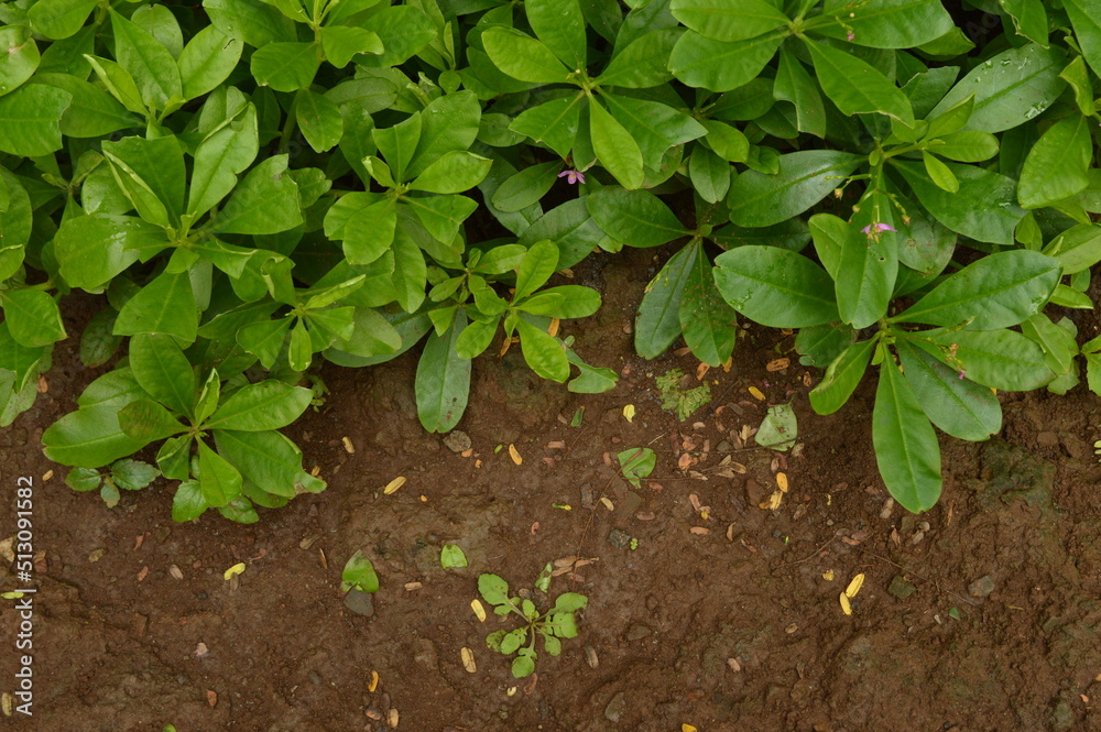 javanese gingseng growing in the garden javanese gingseng growing in the garden