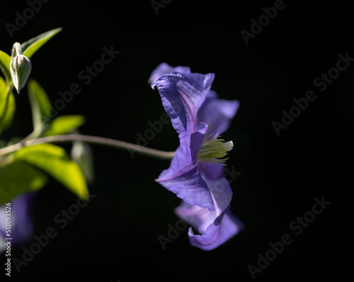 Close up of flower and bud of Clematis 'Perle d'Azur' isolated against dark background