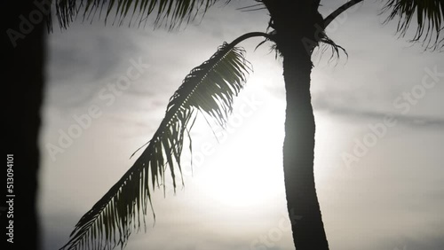 Out of focus is a Silhouette of coconut trees with fair light from the sunset.  Defocus footage for background concept.