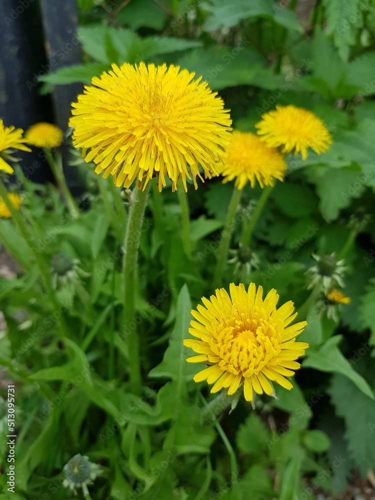 Yellow dandelion flowers in a green field Yellow dandelion flowers in a green field