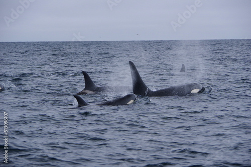 Killer Whales in wild sea, Shiretoko in Hokkaido, Japan