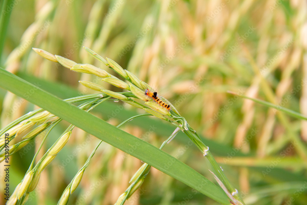Orange caterpillars on grain, farmer's pest Orange caterpillars on grain, farmer's pest