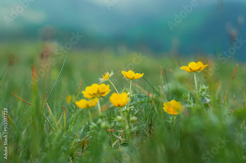 Alpine meadow  field with green  lush grass and small yellow flowers wallpaper  pattern   postcard   poster