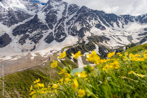 Alpine meadow landscape in summer. Rhododendron flowers in mountains. Elbrus mountain region. Spring flowers blossoms in the mountains. Alpine climbing and hiking. Sunrise in the mountains.