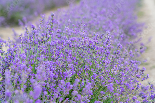 bushes of flowering lavender with a blur. close-up. as a background