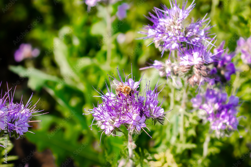 Close up of small bee bumblebee on purple blooming flower plant in meadow field. macro nature banner in summer in spring of honeybee with copy space. wildlife postcard background Close up of small bee bumblebee on purple blooming flower plant in meadow field. macro nature banner in summer in spring of honeybee with copy space. wildlife postcard background