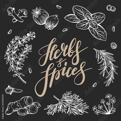 Vector copy space linear illustrations with spices and herbs, basil, parsley, coriander, rosemary, cinnamon, chili, pepper, thyme, turmeric, black pepper, ginger, oregano, cumin, poppy, anise, garlic,