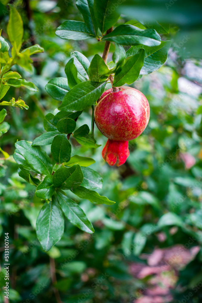 Obraz premium A closeup shot of organically grown red Pomegranate hanging in an indian garden.