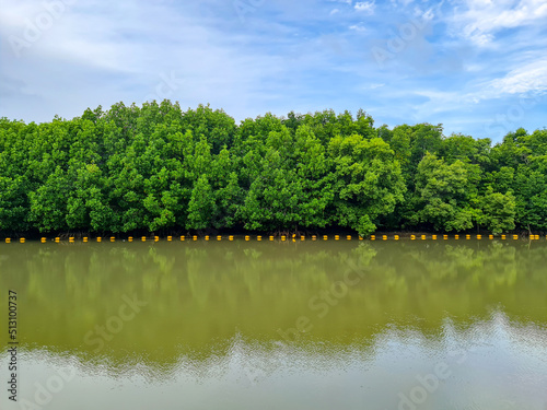Mangroves tree in the mangroves forest with reflection of trees in the pond with blue sky background.