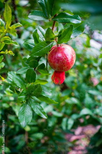 A closeup shot of organically grown red Pomegranate hanging in an indian garden.