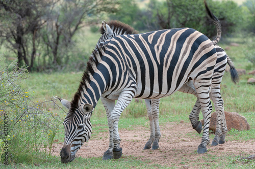 Plains Zebra  Equus quagga   Pilanesberg  Nature Reserve  South Africa