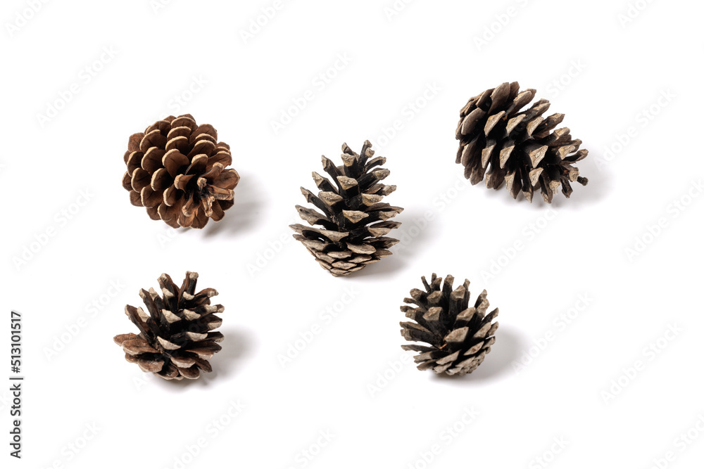conifer cone isolated on white background. High quality photo conifer cone isolated on white background. High quality photo