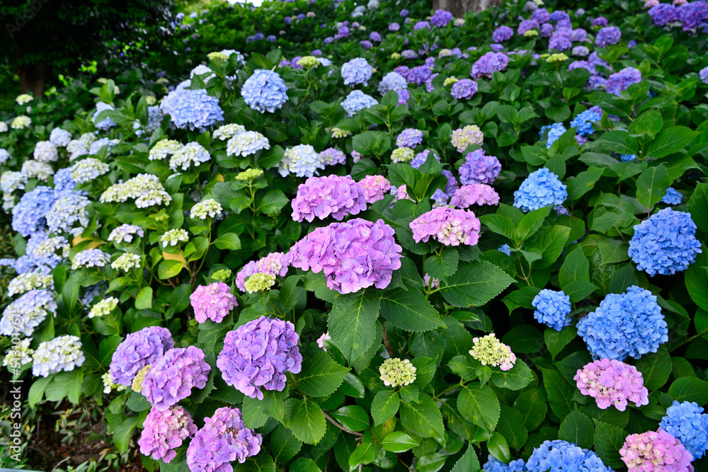 紫陽花 紫陽花