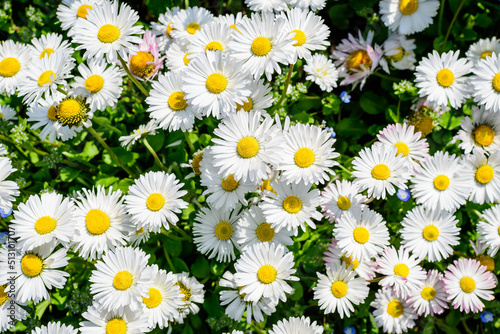 Delicate white and pink Daisies or Bellis perennis flowers in direct sunlight  in a sunny spring garden  beautiful outdoor floral background photographed with selective focus.
