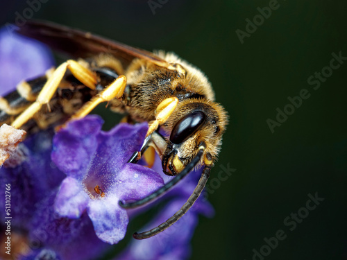 Bienen und Blume Nahaufnahme einer großen gestreiften Biene, die Pollen auf einer gelben Blume an einem sonnigen hellen Tag sammelt. Sommer- und Frühlingshintergründe 