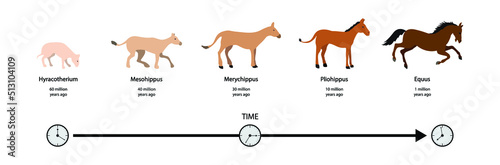 illustration of biology and animal evolution  Evolution of the horse  Evolution of the horse over the past 55 million years  The evolutionary lineage of the horse  The History of Animal Evolution 