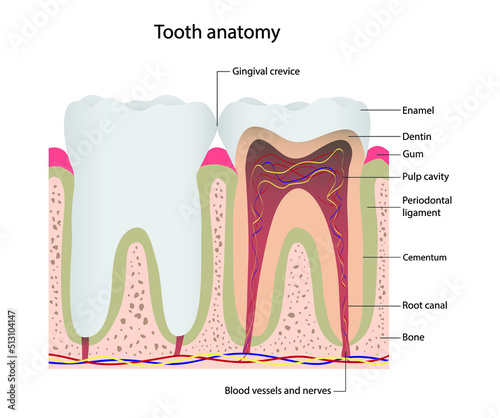 illustration of biology and medical, tooth anatomy, The structure of teeth, The diagram shows the main components of the human tooth