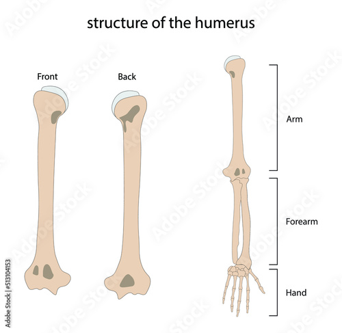 illustration of biology and medical, Arm bones, arm is made up of three bones, the upper arm bone and two forearm bones, Human arm bones