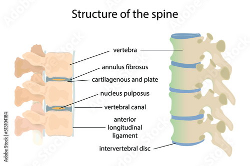 illustration of biology and medical, Structure of the spine, The spine supports your body and helps you walk, twist and move