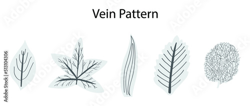 Bild auf Leinwand illustration of Biology and plant kingdom, vein patterns in leaves, The arrangem