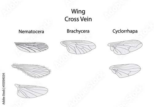 illustration of biology and animals, Wing Cross vein,  Insect wing anatomy, Original veins and wing posture of a dragonfly, Venation of insect wings