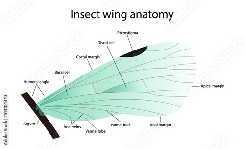 illustration of biology and animals, Insect wing anatomy, Original veins and wing posture of a dragonfly, Venation of insect wings