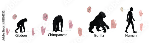 illustration of biology and anthropology, Differences between humans and monkeys, Human Physiology photo
