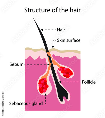 illustration of Biology and anatomy, Structure of the hair, Hair is a protein filament that grows from follicles found in the dermis, Hair is one of the defining characteristics of mammals