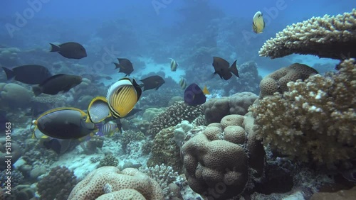 Tropical sea and coral reef.  Coral reef.