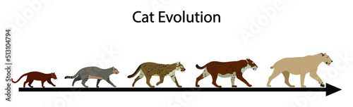 illustration of  biology and animal evolution  Cat evolution  The Evolution of Cats  The cat is a domestic species of small carnivorous mammal