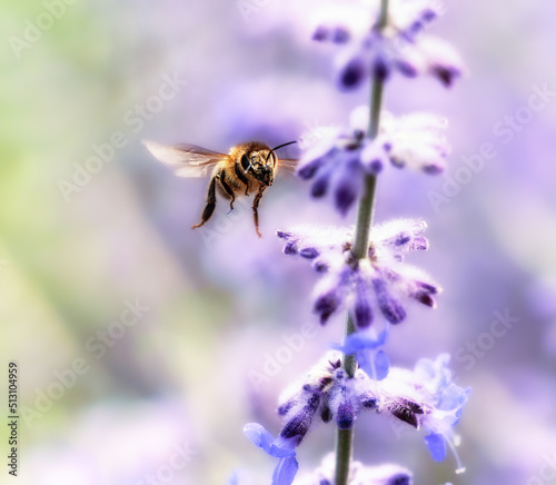 Honigbiene im Anflug auf Salbei-Blüten © Rouven