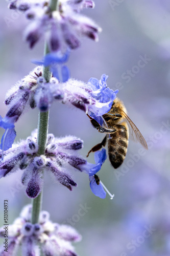 Honigbiene  sammelt an einem blauen Salbei Nektar. Der Hintergrund zerfließt in Unschärfe © Rouven