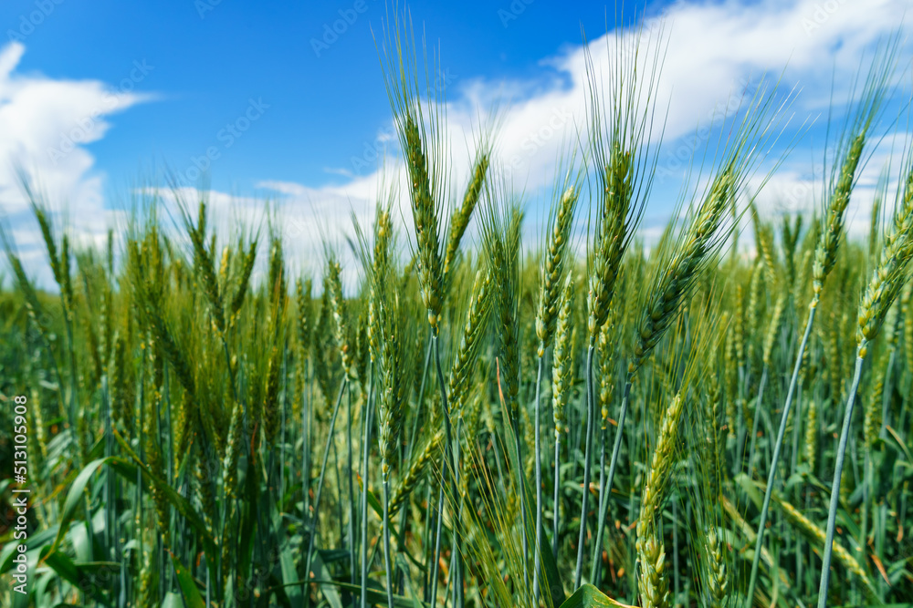 agricultural field with young green wheat sprouts, bright spring landscape on a sunny day, blue sky as background agricultural field with young green wheat sprouts, bright spring landscape on a sunny day, blue sky as background