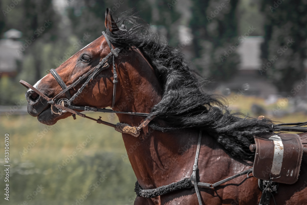 Brown trotter. Equestrian sports. Portrait of a horse. Thoroughbred horse close up while moving. The horse is galloping. Brown trotter. Equestrian sports. Portrait of a horse. Thoroughbred horse close up while moving. The horse is galloping.