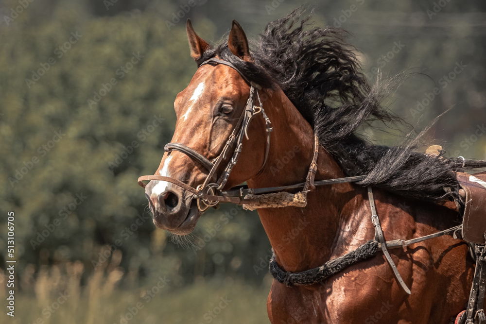 Fototapeta premium Brown trotter. Equestrian sports. Portrait of a horse. Thoroughbred horse close up while moving. The horse is galloping.