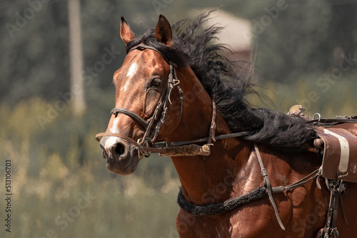 Brown trotter. Equestrian sports. Portrait of a horse. Thoroughbred horse close up while moving. The horse is galloping.