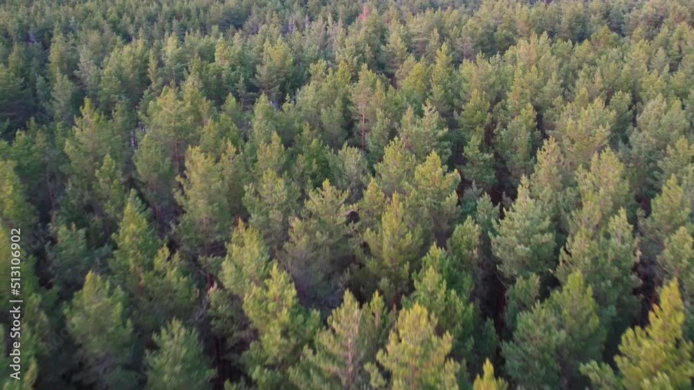 Drone aerial shot of green pine forests and spring birch groves with beautiful texture of golden treetops. Sunrise sunset in springtime. Sun rays breaking through trees in mountains in golden time Drone aerial shot of green pine forests and spring birch groves with beautiful texture of golden treetops. Sunrise sunset in springtime. Sun rays breaking through trees in mountains in golden time